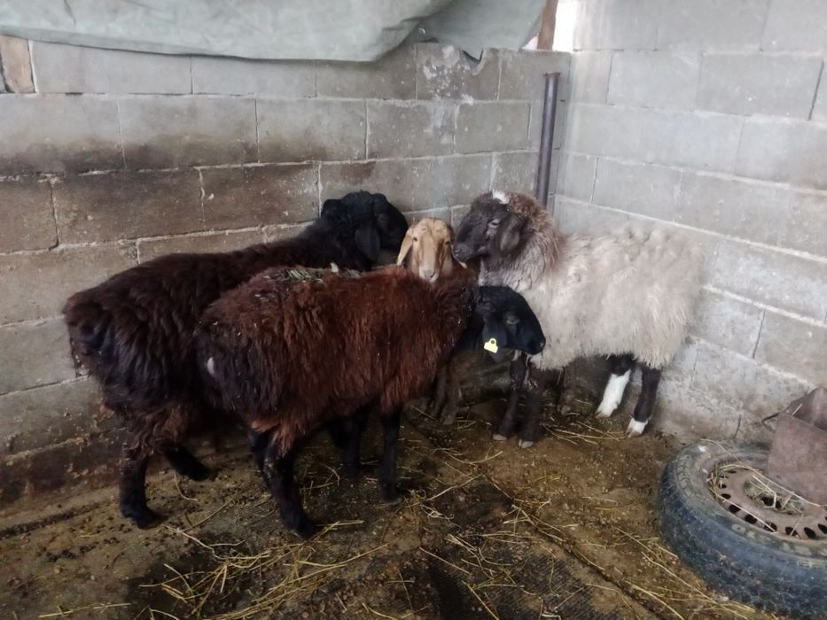 Продам баран толстых