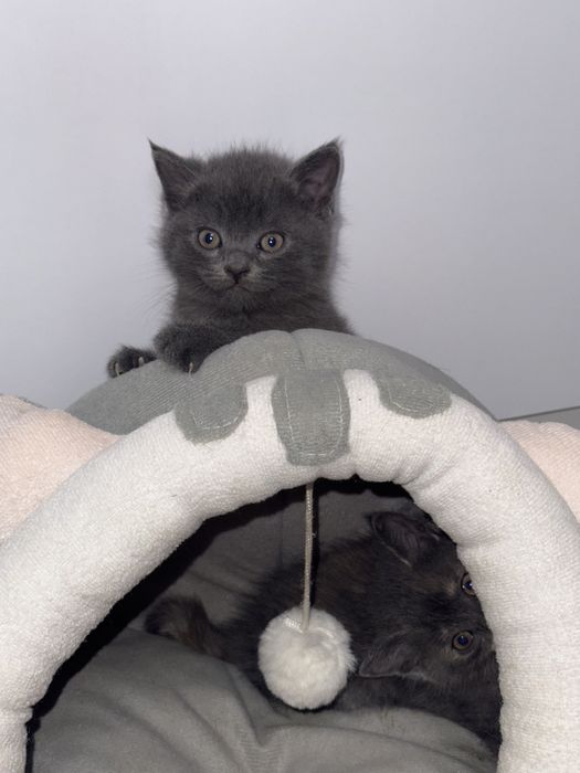 Шотландиский Скотиш  страйт боллари сотилади