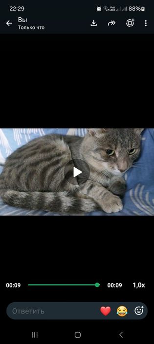 Пропал Кот Киевский