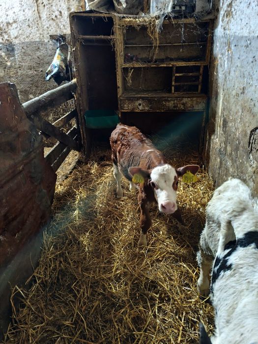 Vând 4 viței masculi cu vârsta cuprinsă într-e (3 saptamâni -o luna)