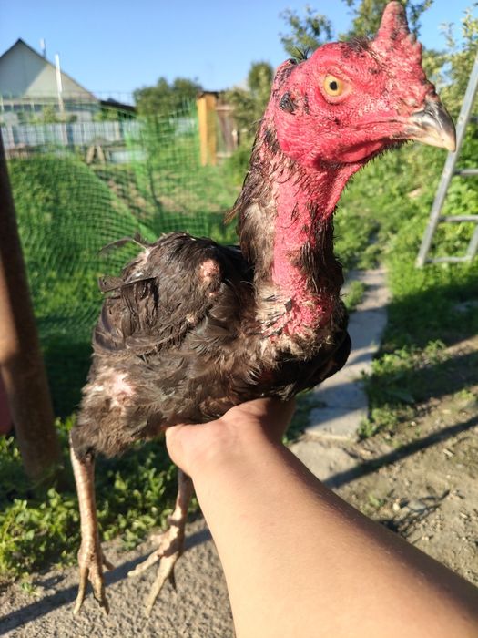 Дакан продается июньский