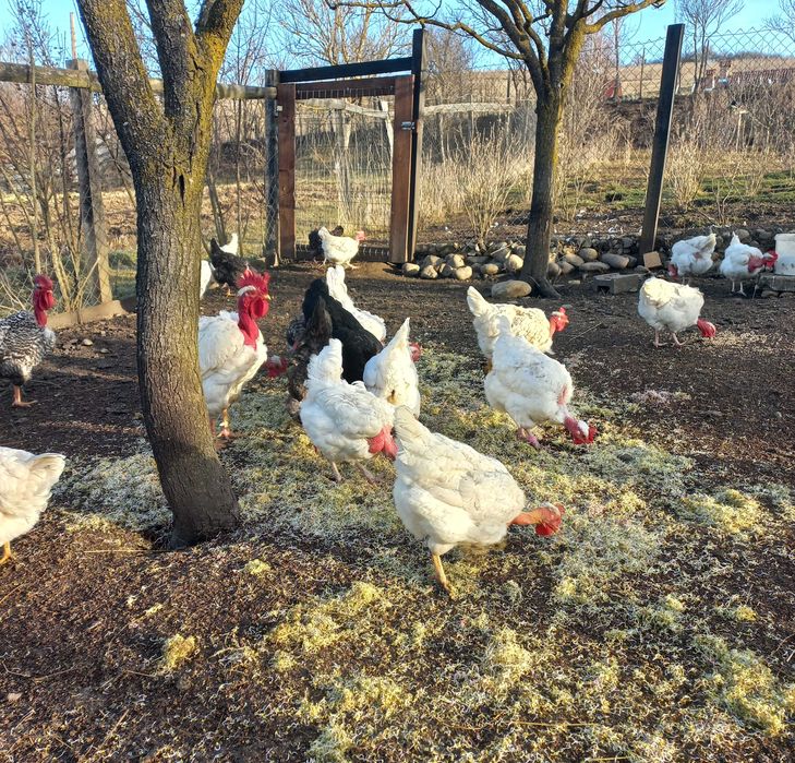 Ouă de incubație – Gât-Golaș transilvănean, creștere liberă