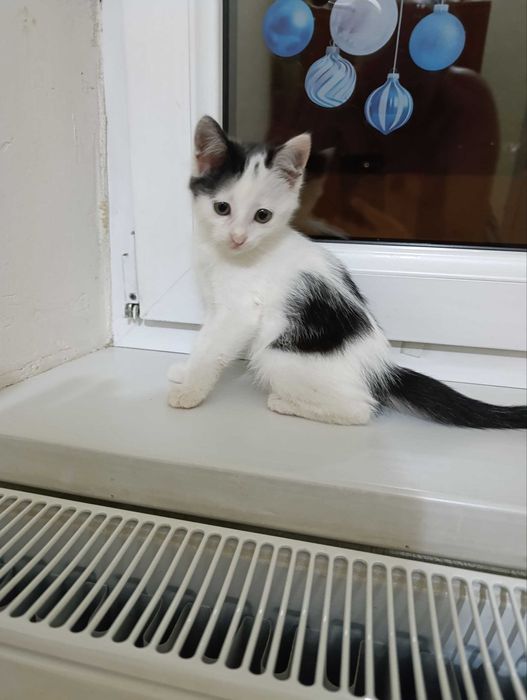 Пристраиваются котята СРОЧНО
