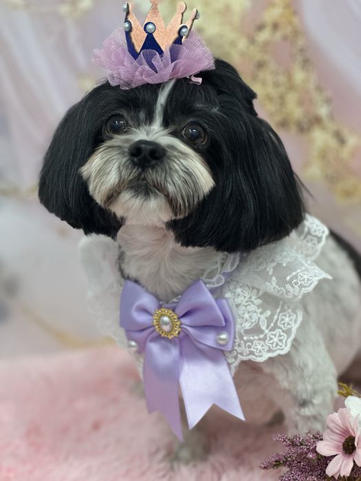 Grooming caini Drumul Taberei - Ingrijire profesionala