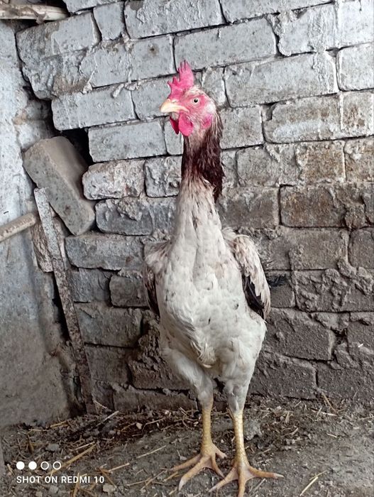 Dakan shalpang tovuq tuxumda zot