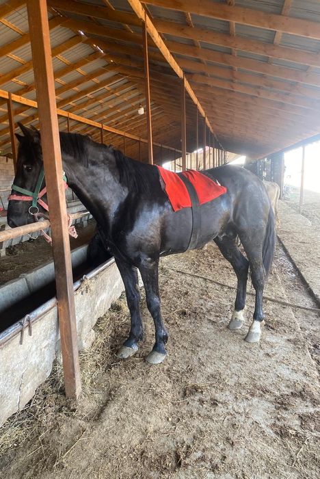 Продам жеребца айгыр.