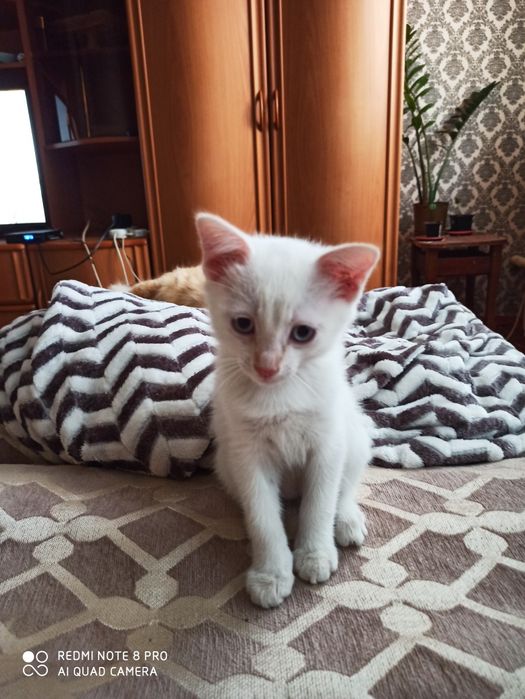 Отдам котенка в добрые руки