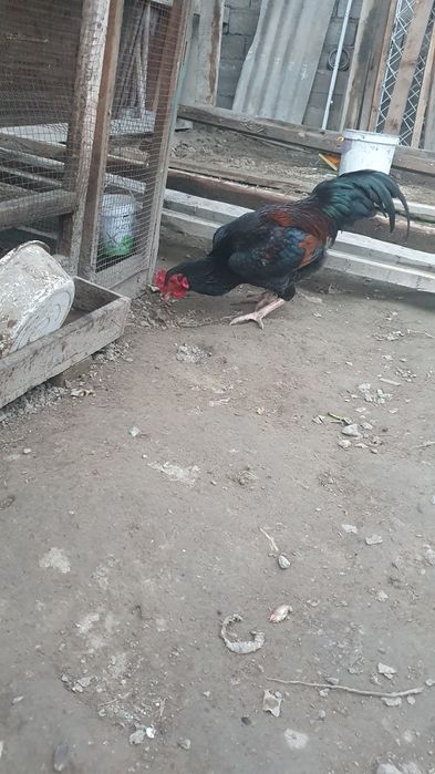 Bobo xo'roz va tovuq sotiladi