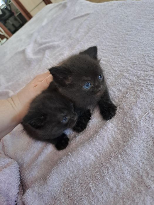 Отдам котят полукровки