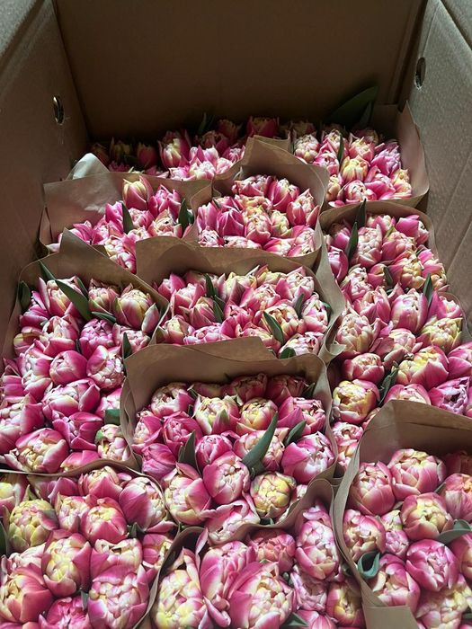 Тюльпаны к 8 марта