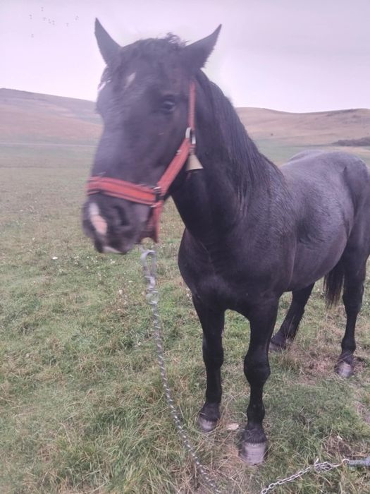 Vând Armăsar mai multe detalii la telefon