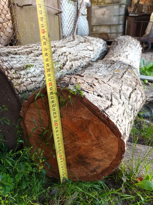 Trunchi de nuc uscat si drept