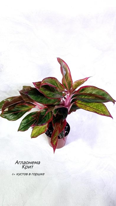 Аглаонемы (взрослые), от 3500 тг