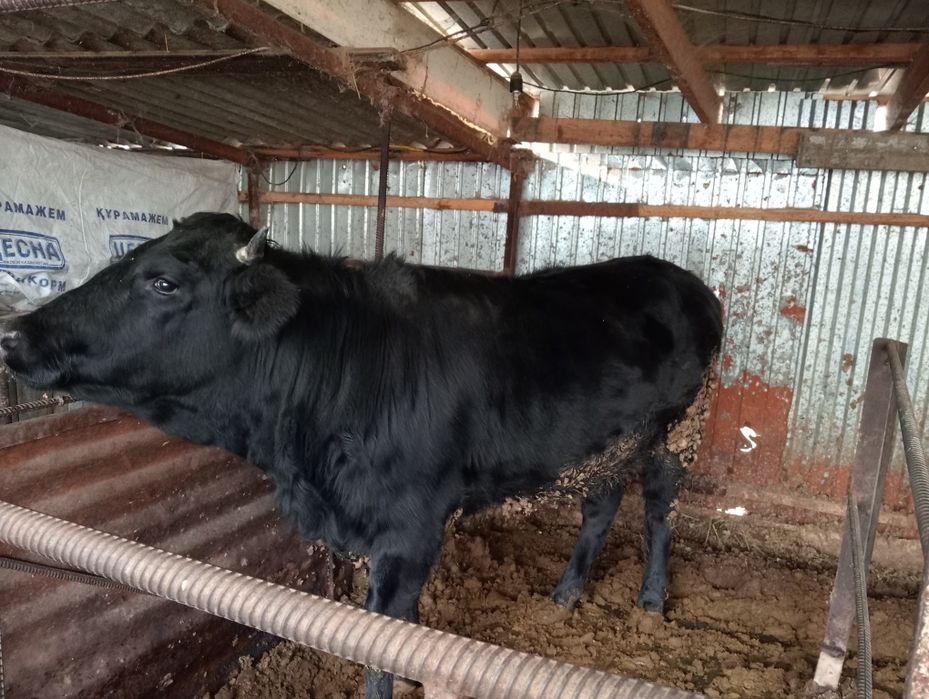 Телка молодая 1.8