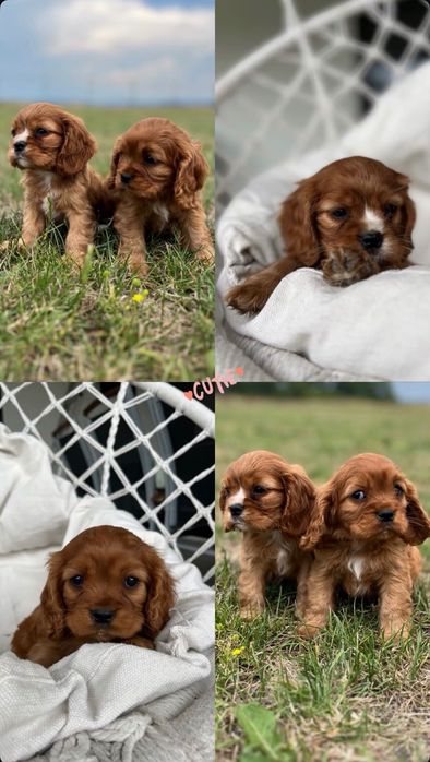Cavalier King Charles Spaniel