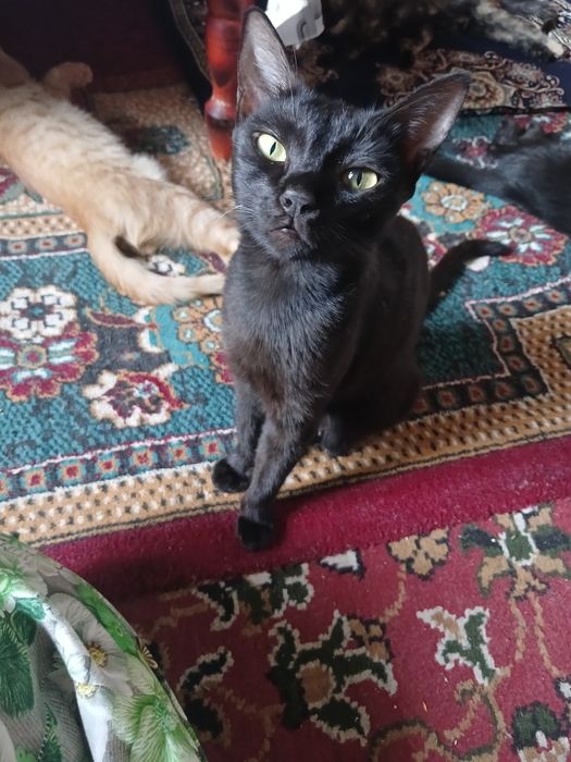 Mushuklar hadiyaga beriladi