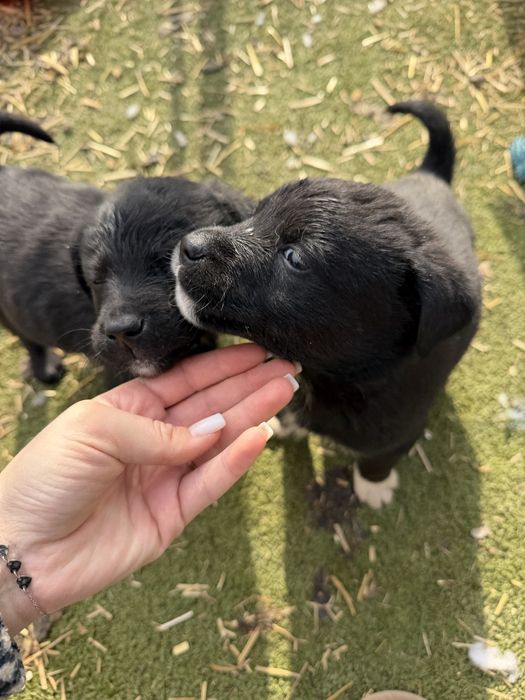 Cățeluși spre adopție