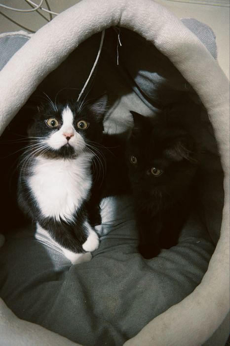 котята мальчикии