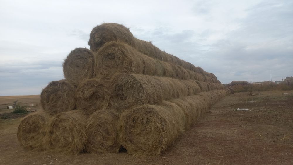 Продам сено в рулонах