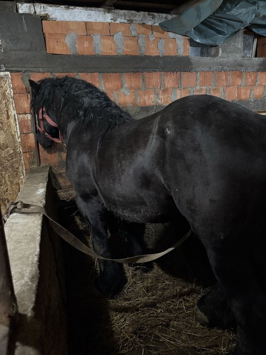 Vand sau schimb armasar de 3 ani