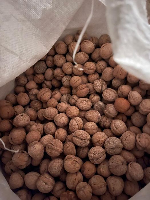 Жаңғақ, греческий орех