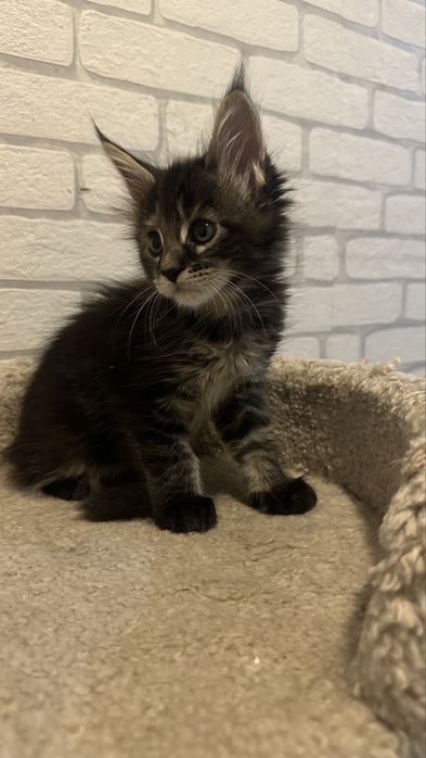 Котята_ питомник_ продажа