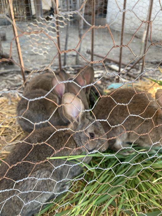 vand urias german  pui