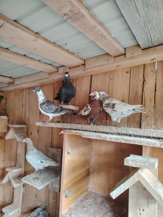 Porumbei  culori rare