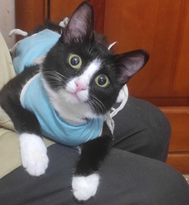 Котенок в добрые руки