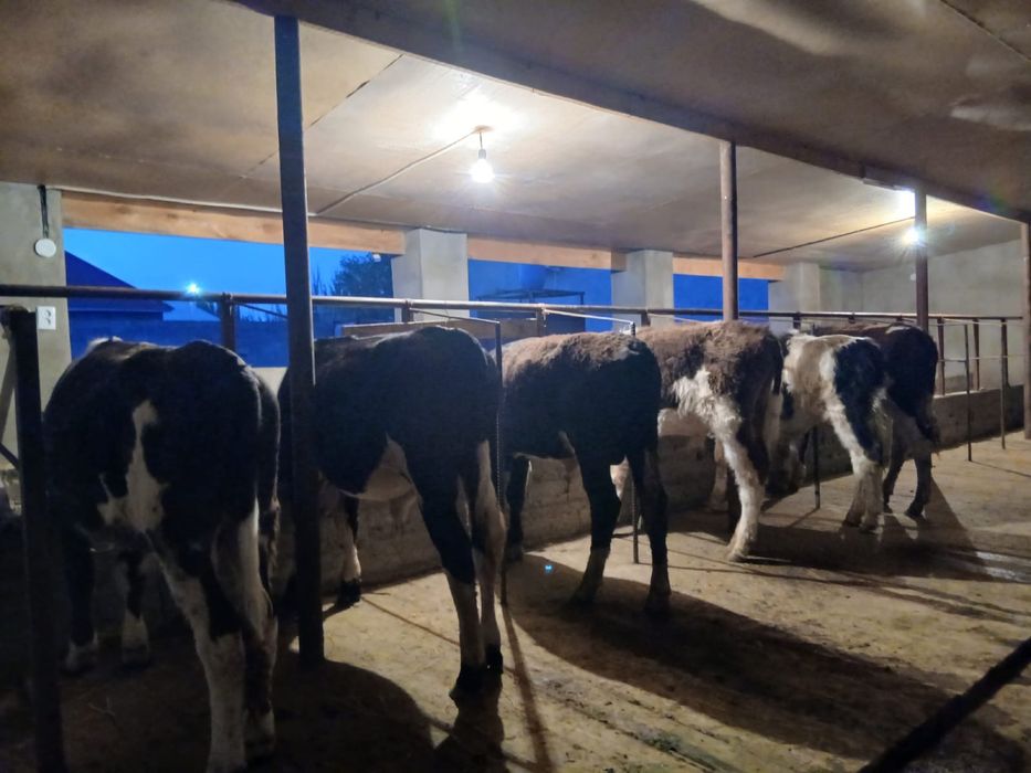 Бычоктар сатылады.