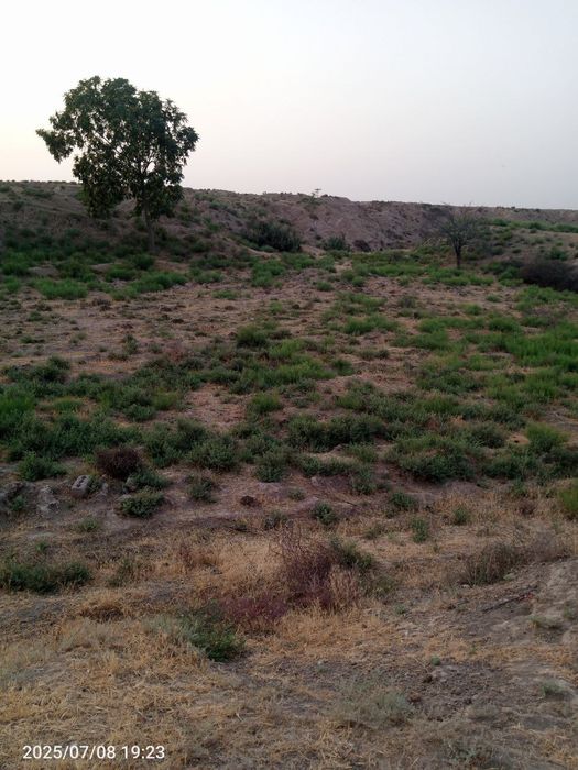 Tomorqa sotiladi suroshni dala