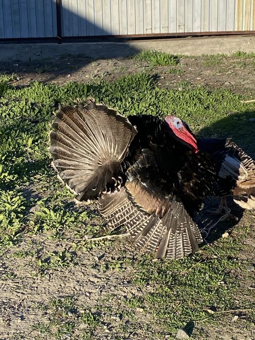Продам жирные индюки