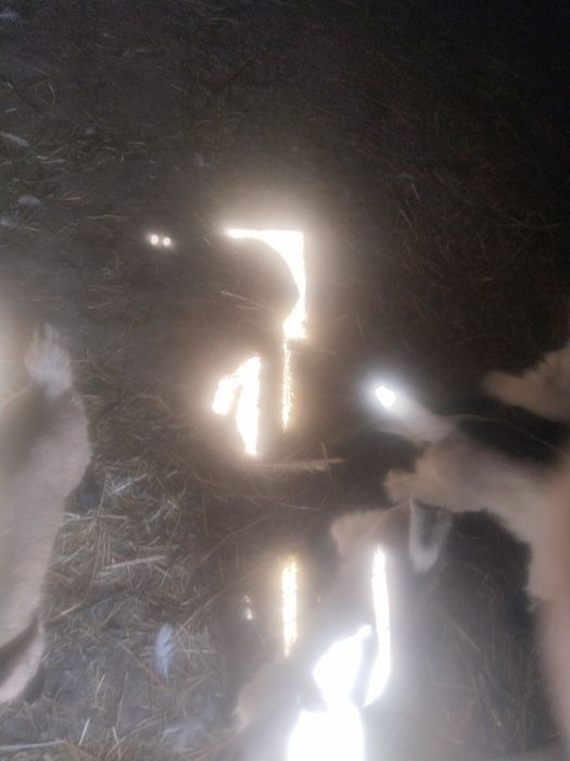 Продаются козлята