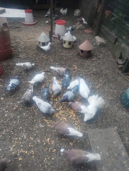 Vând porumbei iubitorilor de păsări
