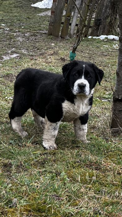 Ciobanesc de Asia centrala