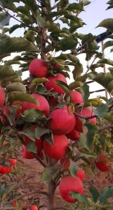 ПИНКЛЕДИ олма кучатларимиз бор сортига кафолат берамиз