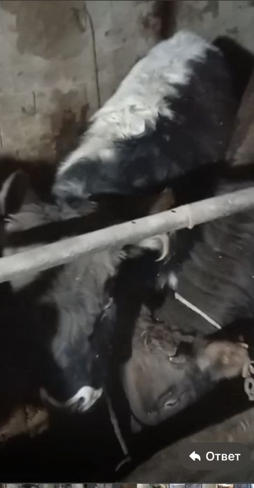 Бычки откормочные