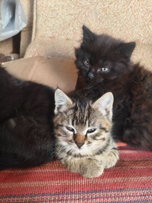Котят  месячных подарим