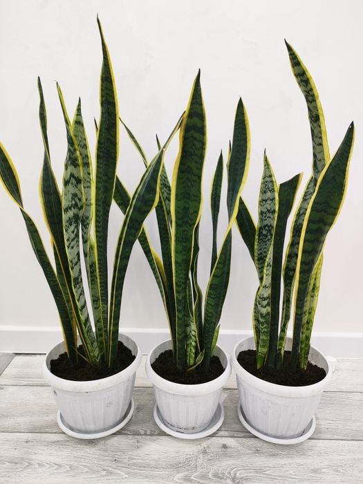 Домашние цветы, доставка