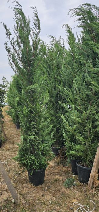 Cupressocyparis leylandi ( gard viu)