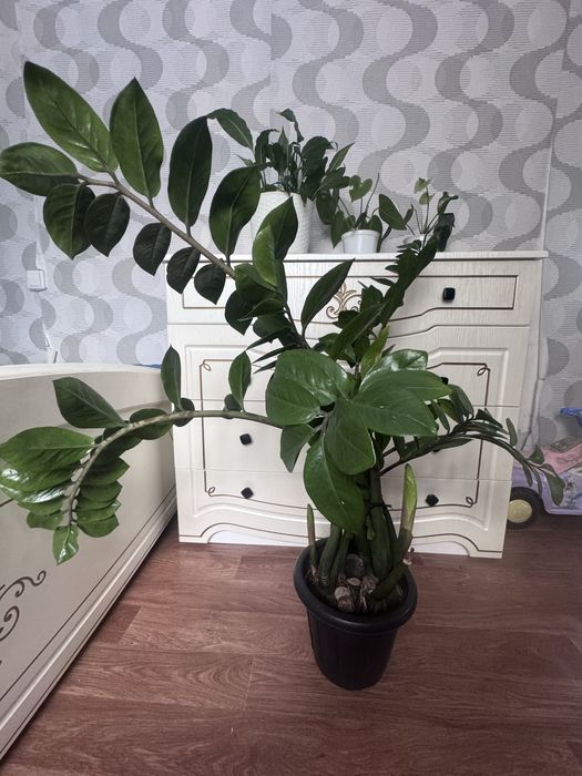 Комнатные растения