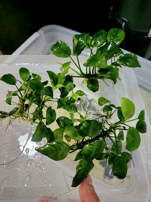 Anubias pentru acvariu