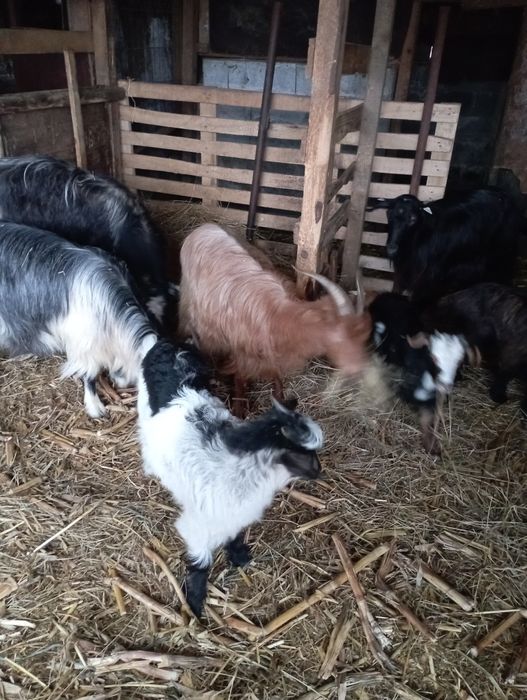 Capre cu iezi și tap de prasila