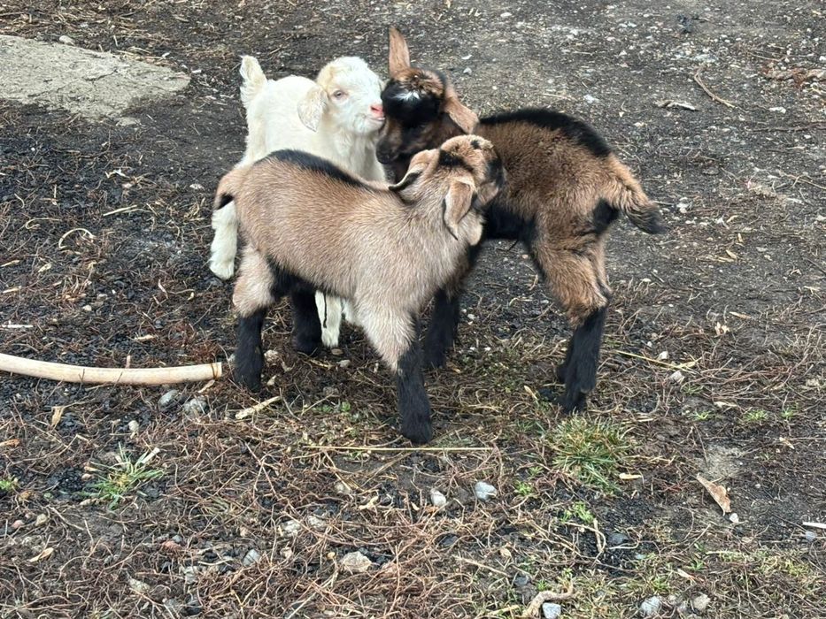 Еркек лақтар сатылалы