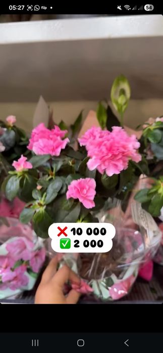 Комнатные цветы со скидкой.