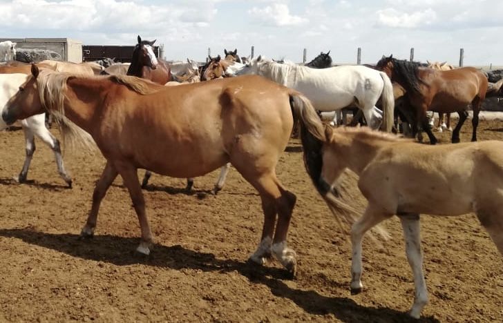 Бие ұрғашы құлынымен Кобыла с жеребенкай