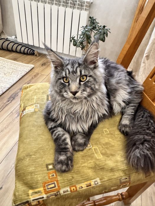 Игривый мейн кун