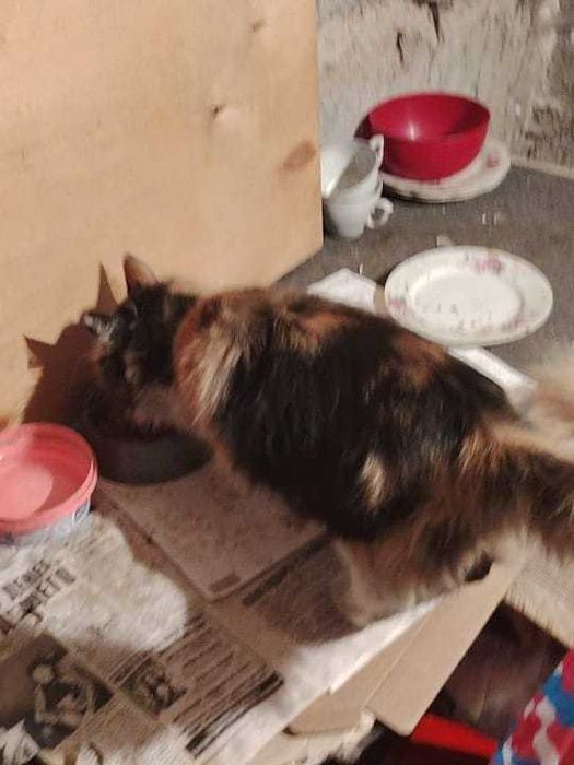 Срочно ищем дом для кошки