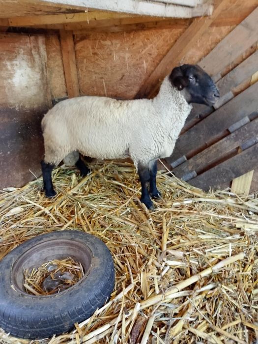 Berbec suffolk de 1 an