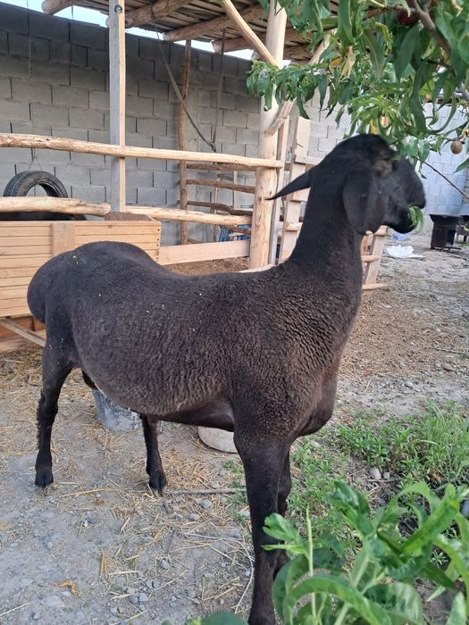 Qurbonlikka qo'chqorlar